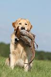 GOLDEN RETRIEVER 414